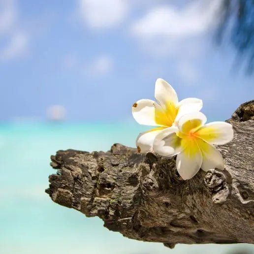 Fragancia Aloha Hawaii 60 ml - Imagen 2