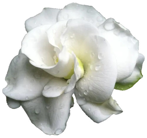 Fragancia Classic Gardenia 60 ml - Imagen 2