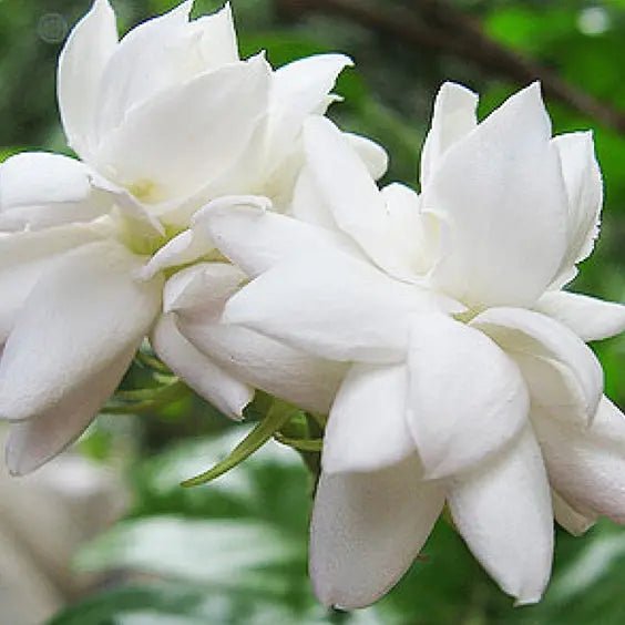 Fragancia Midnight Jasmine 60 ml - Imagen 2