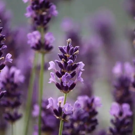 Fragancia True Lavender Scent 60 ml - Imagen 2