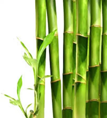 Fragancia Wooden Bamboo 60 ml - Imagen 2