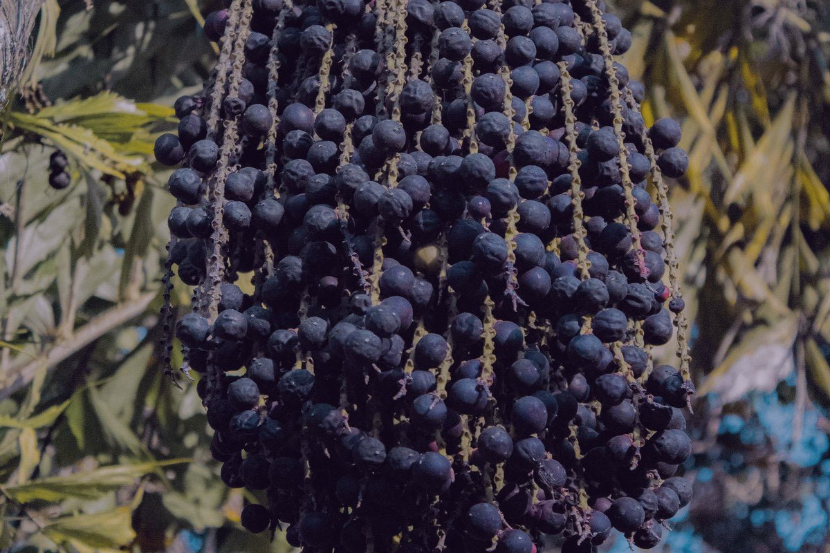 Aceite de Acaí