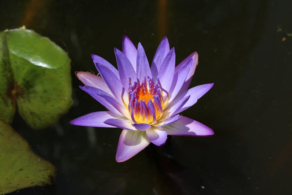 Aceite de Loto Azul Nymphaea Caerulea