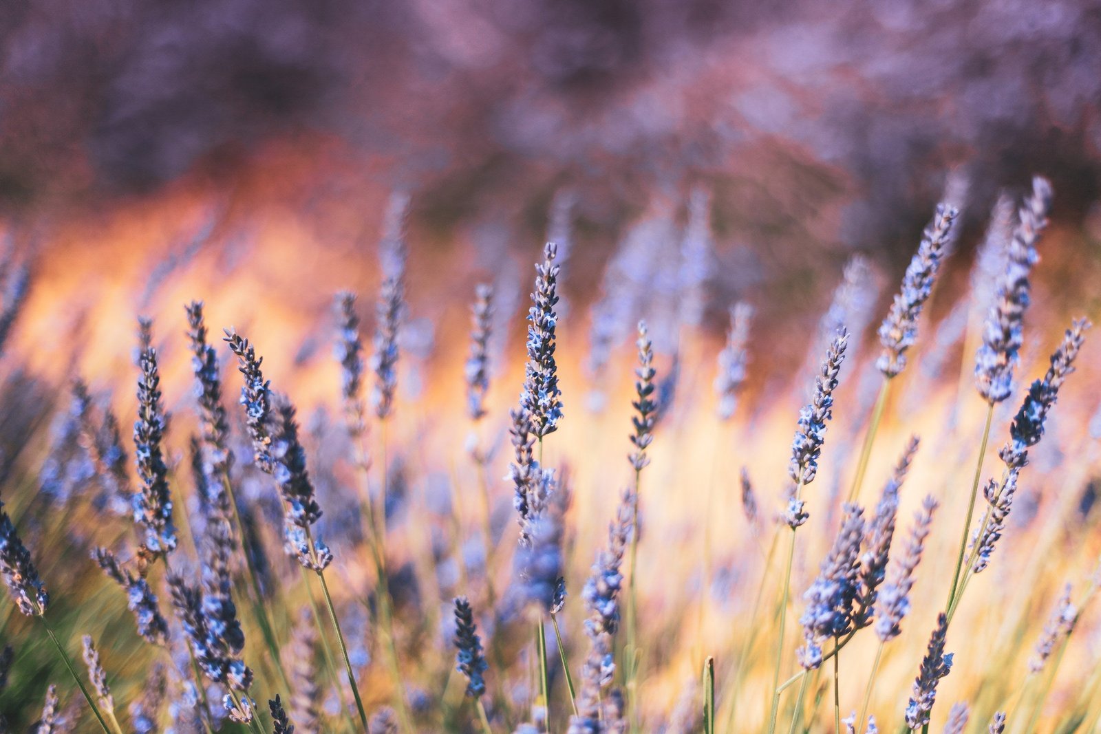 Aceite Esencial de Lavanda para Dormir: La Guía Definitiva para Descansar Mejor
