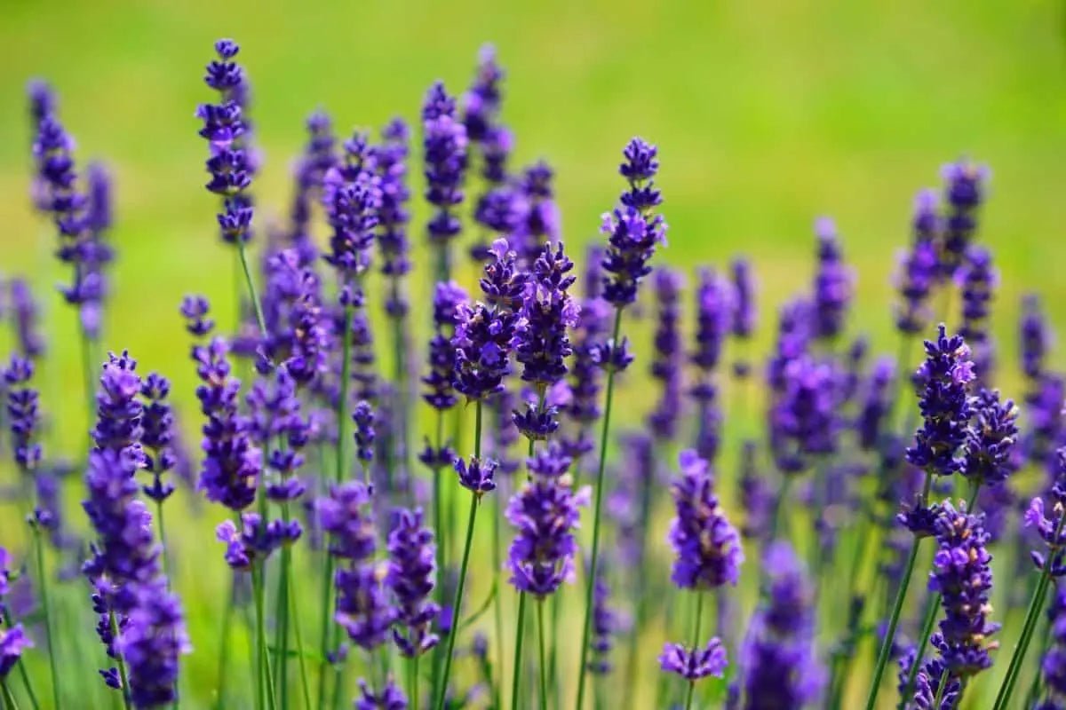 Aceite Esencial de Lavanda