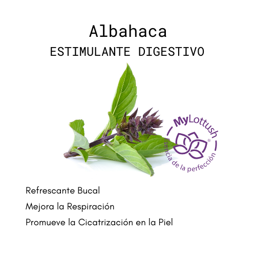 Aceite Esencial de Albahaca - Imagen 2