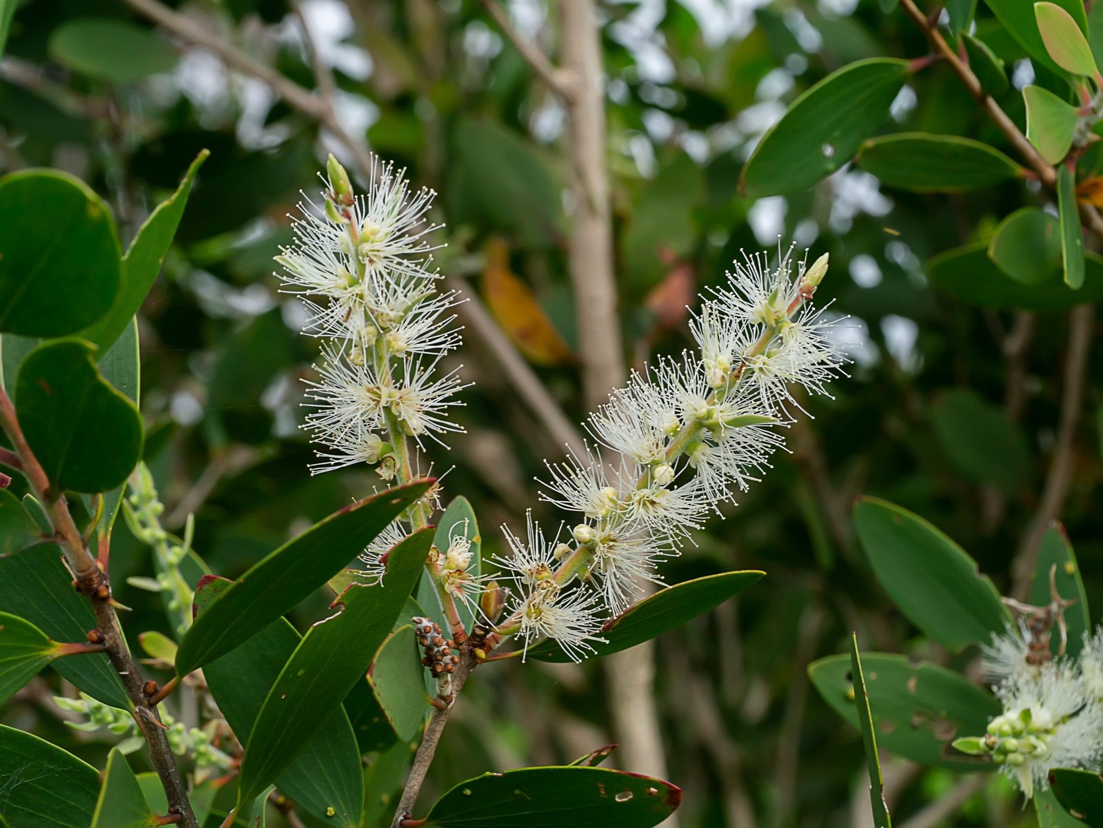 Árbol de Té para el Acné: Cómo Usarlo Correctamente Sin Dañar tu Piel