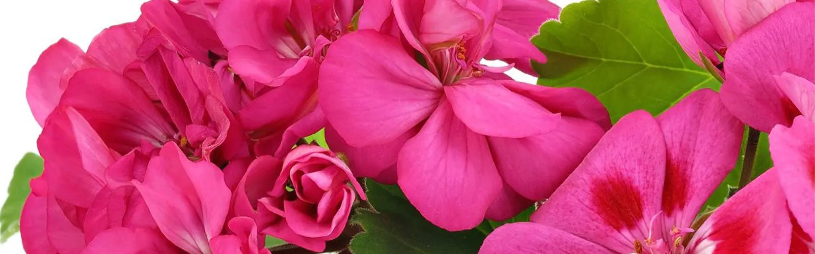 Beneficios del Aceite Esencial de Geranio