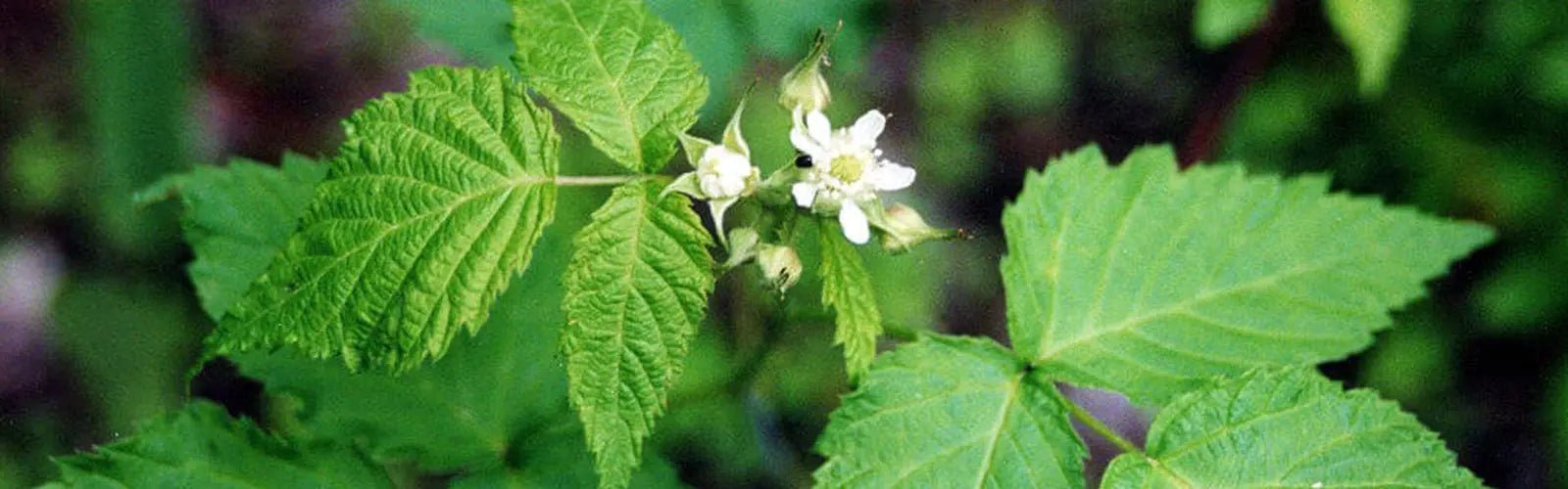 Beneficios del Aceite Esencial de Patchouli