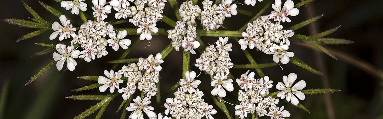 Beneficios del Aceite Esencial de Semilla de Zanahoria