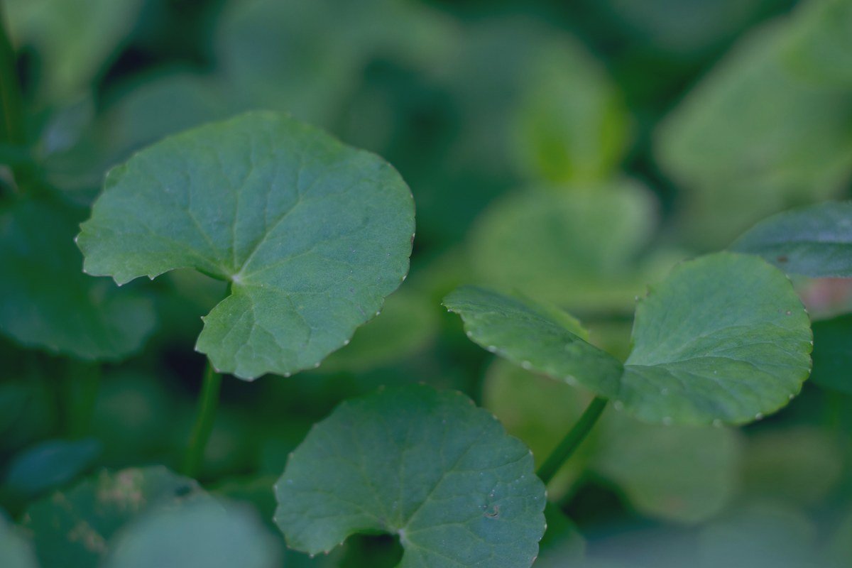 Centella Asiática
