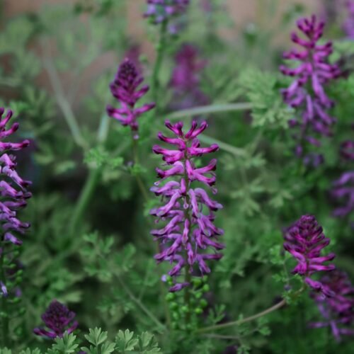 Cocina Floral: Rosa, Lavanda, Azahar y Jazmín como Saborizantes Naturales