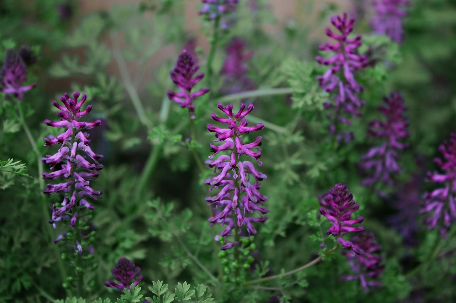 Cocina Floral: Rosa, Lavanda, Azahar y Jazmín como Saborizantes Naturales