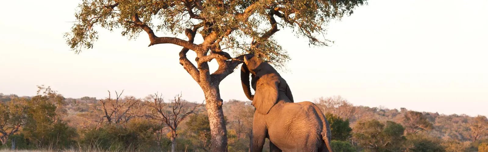 Cuáles son los beneficios del aceite de marula?