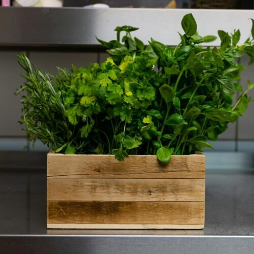Extractos Naturales en la Cocina: La Guía Completa para Saborizar con la Naturaleza