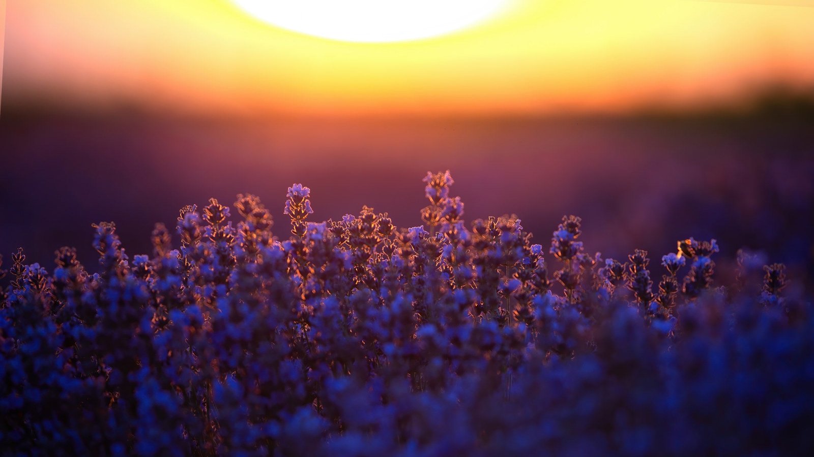 Guía Completa de Aromaterapia para Principiantes: Todo lo que Necesitas Saber para Empezar