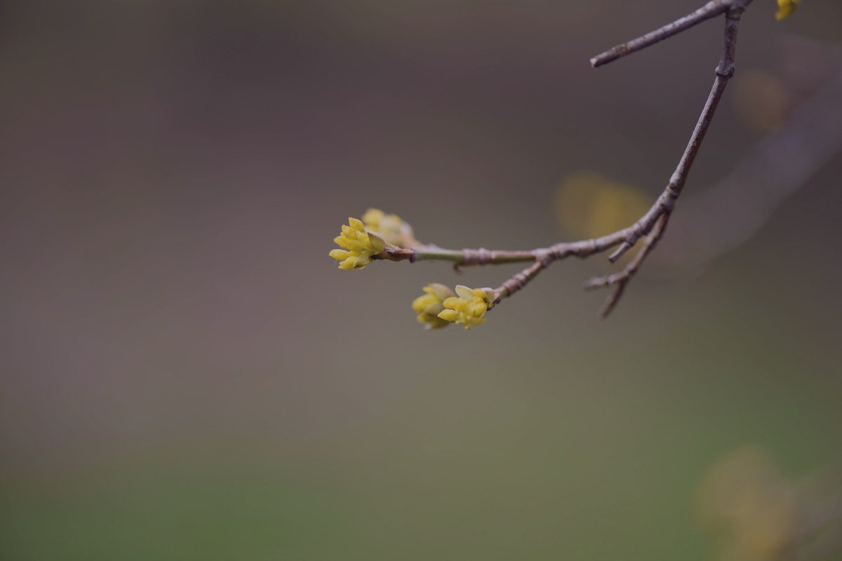 Hamamelis