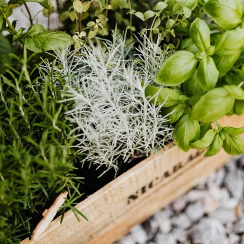 Hierbas Aromáticas como Saborizantes: Romero, Albahaca, Menta y Tomillo en la Cocina