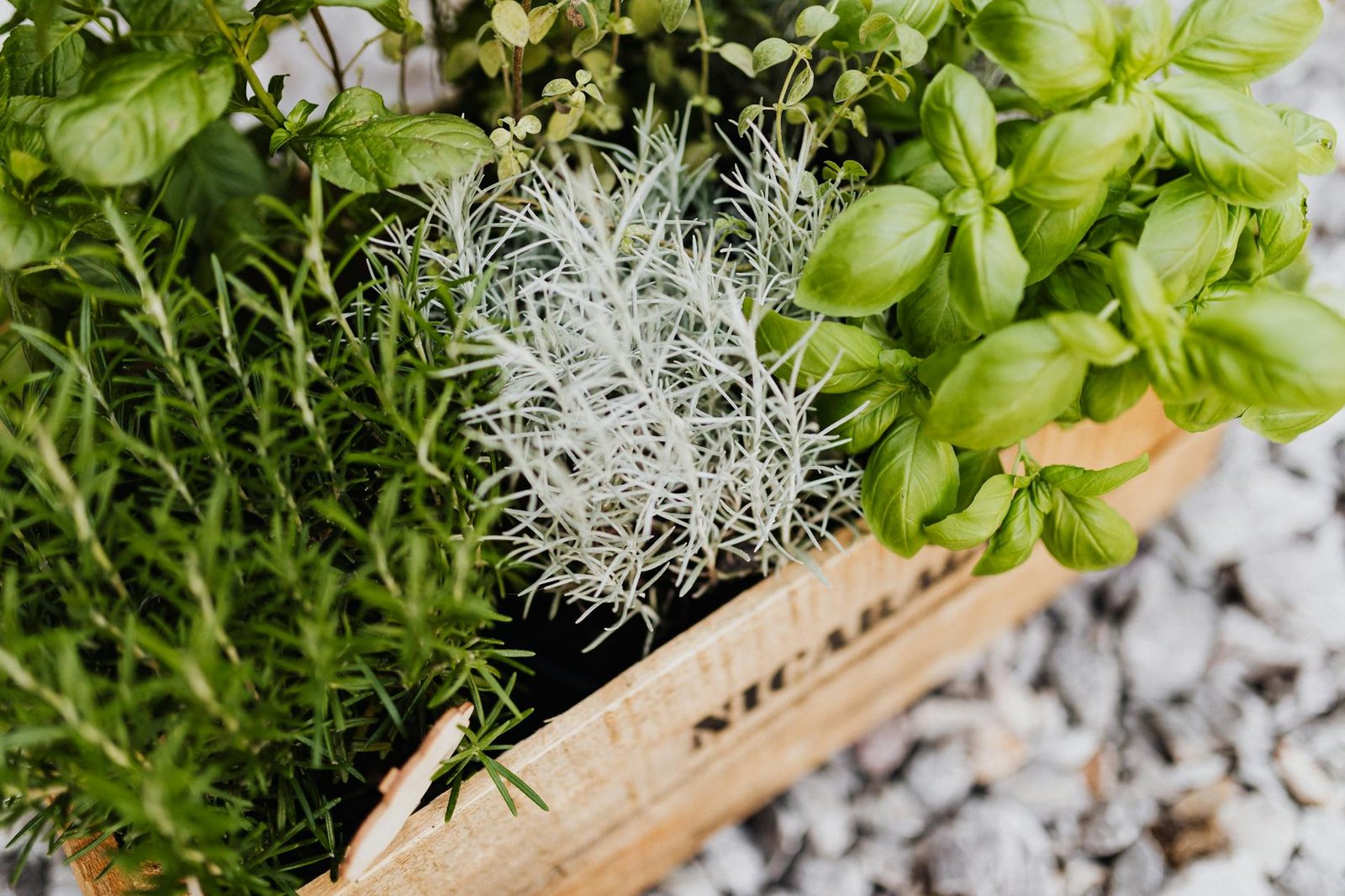 Hierbas Aromáticas como Saborizantes: Romero, Albahaca, Menta y Tomillo en la Cocina