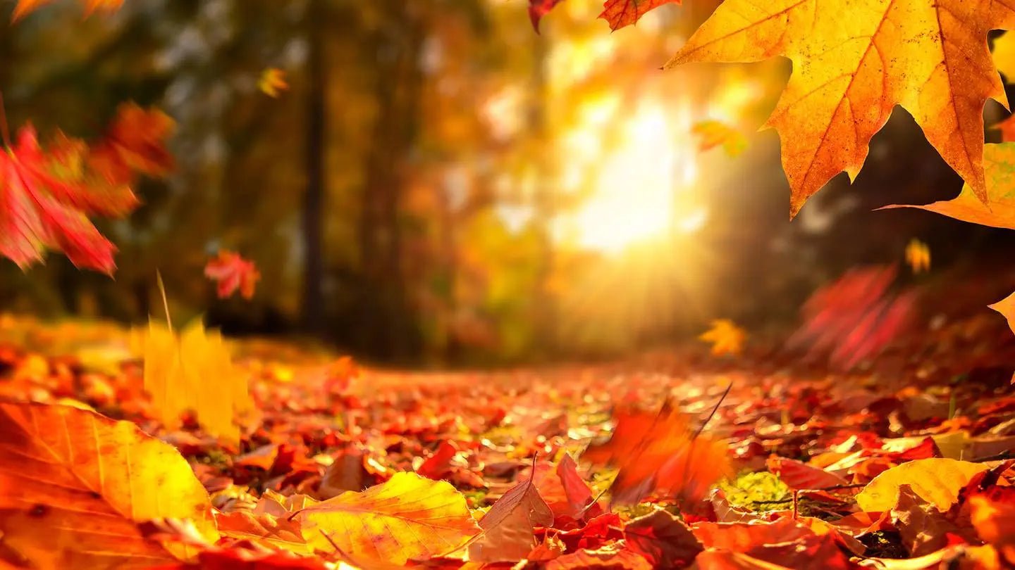 Huelen Mejor en Otoño