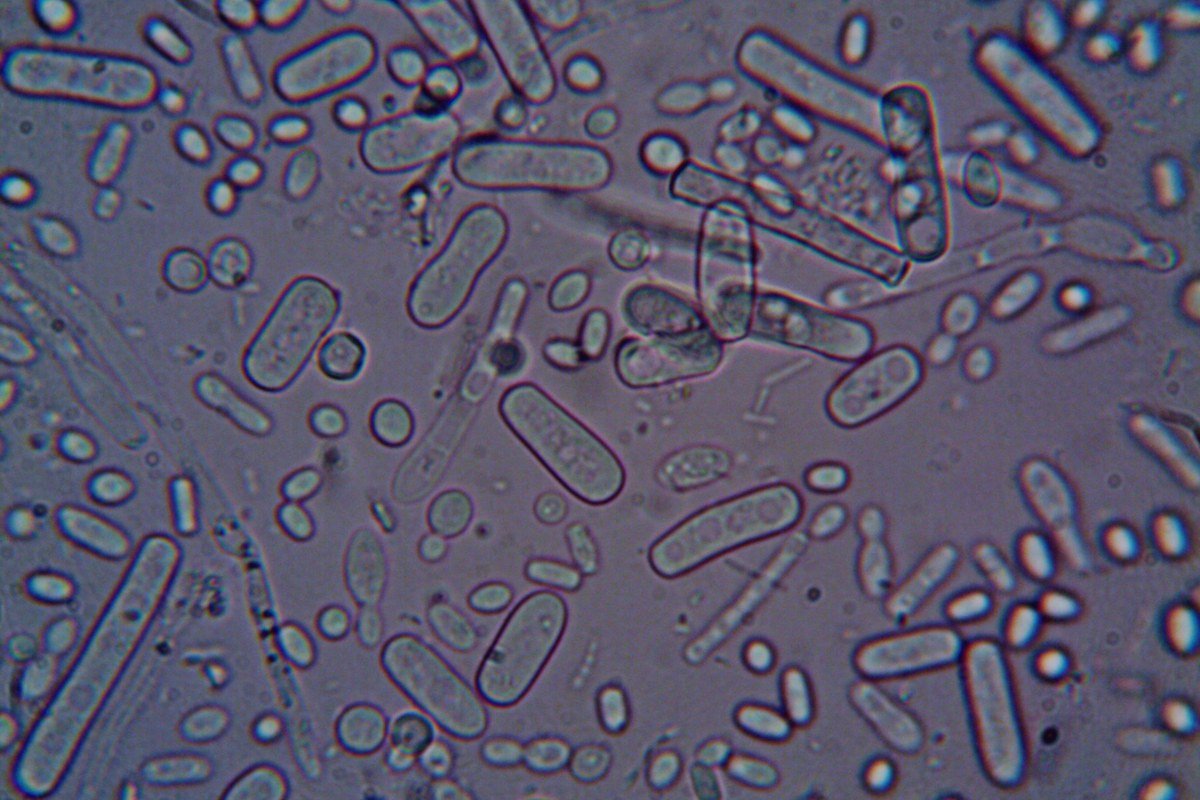 Lactobacillus (Probiótico Cutáneo)