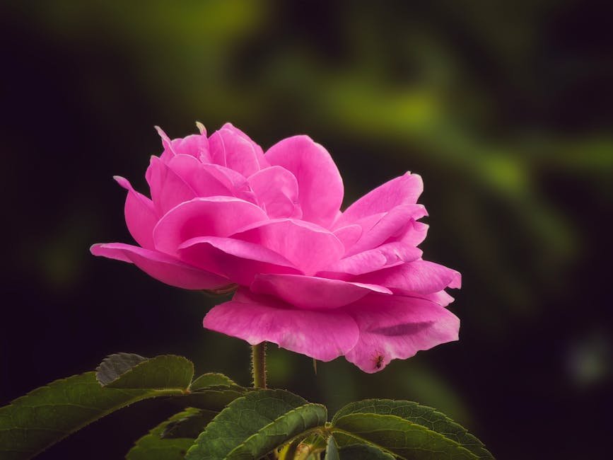 Rosa Damascena en Blue Lotus Glow