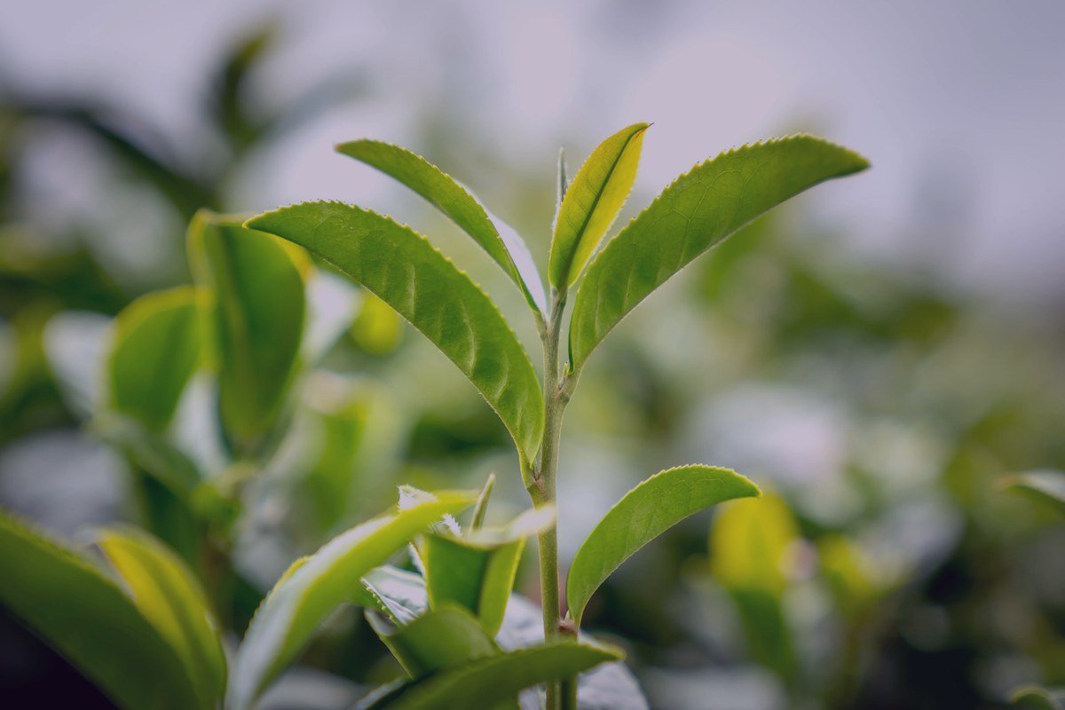 Té Verde
