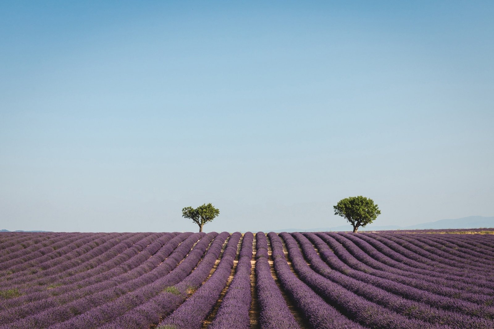 Terroir, Tiempo y Destilación: Cómo Nace un Aceite Esencial Excepcional