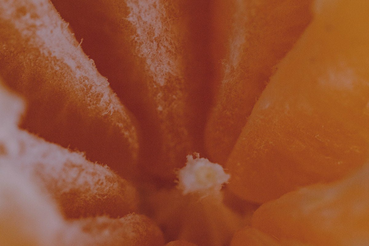 Vitamina C Liposomal